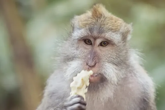 image_ubudtolomboktemplesjunglesislandvibes