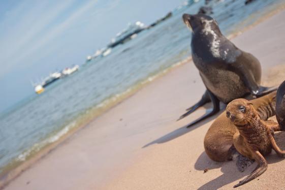 image_upgradedlandgalapagos