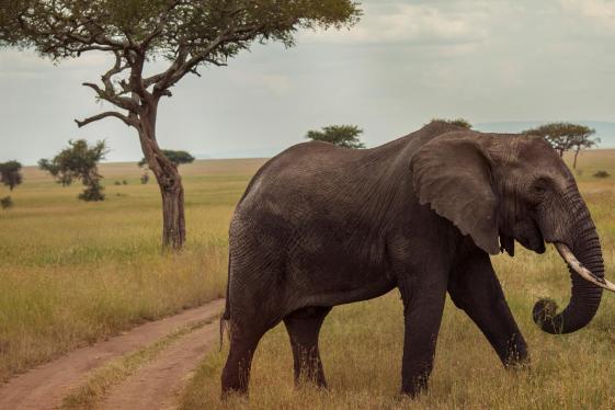 image_victoriafallsserengetioverlandlakeslandos