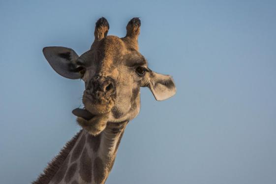 image_victoriafallstosouthafricaoverlandsafariparticipationcamping