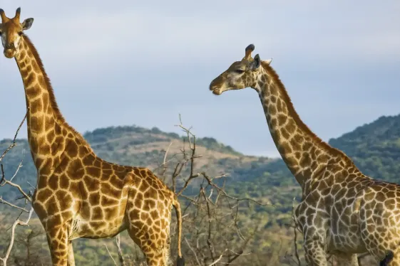 image_wildlifeofkenyatanzanianakurutoserengeti