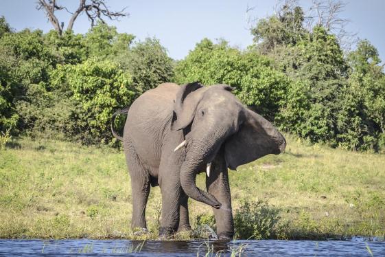image_zimbabweandbotswanachobehwangethewildlifeofvictoriafalls