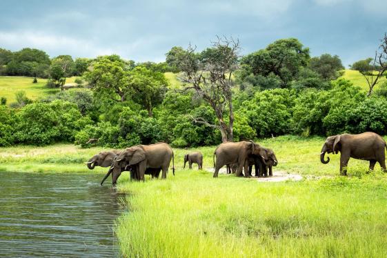 image_zimbabwebotswanasafarivictoriafallsthebigfive