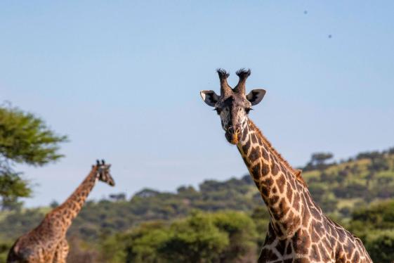 image_zimbabwetokenyaoverlandsafariparticipationcamping