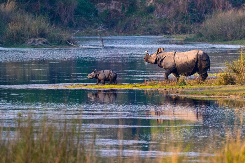 Look for rhinos in Bardia National Park | Travel Nation Look for rhinos in Bardia National Park | Travel Nation