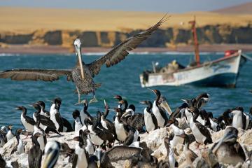Visit the rare and exotic sea birds and mammals that inhabit the Ballestas Islands