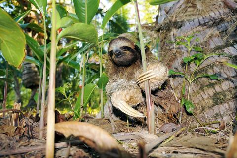 Three-toed sloth, Costa Rica