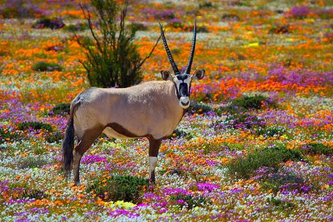 South Africa's Namaqualand in bloom | Travel Nation