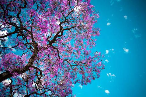 Jacaranda trees in Buenos Aires | Travel Nation