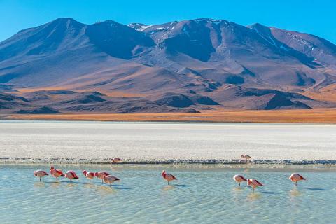 Spot flamingos in the high Altiplano of Bolivia | Travel Nation