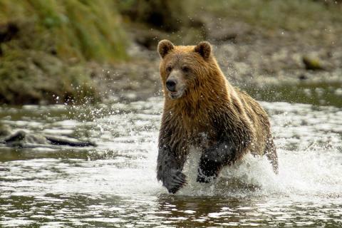 Grizzly bear at Knight Inlet, Canada | Travel Nation