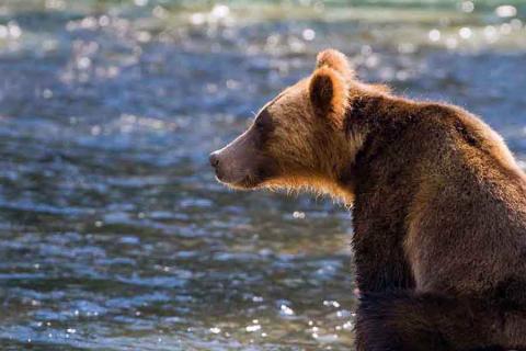 Grizzly bear on the prowl, British Columbia | Travel Nation