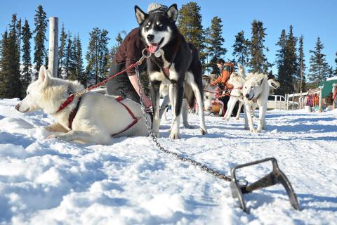 Splash out on a dogsledding tour at Boreale Ranch | Photo credit: Boreale Ranch