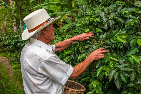 Learn about the art of producing coffee in Colombia | Travel Nation