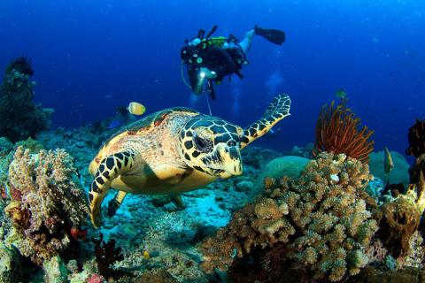 My favourite spot to swim with sea turtles is actually Gili Trawangan in Indonesia