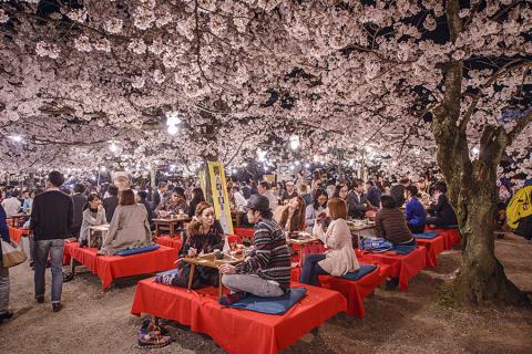 It's traditional to picnic under the cherry blossom