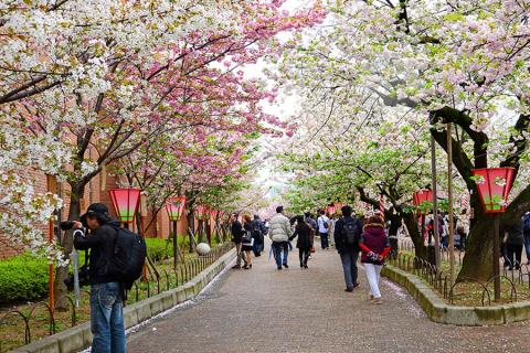  Head to Osaka and you’ll find a whole 560m avenue of cherry trees