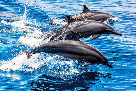Spot wild dolphin off the East Coast of Taiwan | Travel Nation