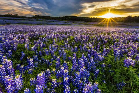 Texan bluebonnets in spring bloom, USA | Travel Nation