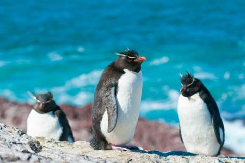 Rockhopper Penguins in Antarctica