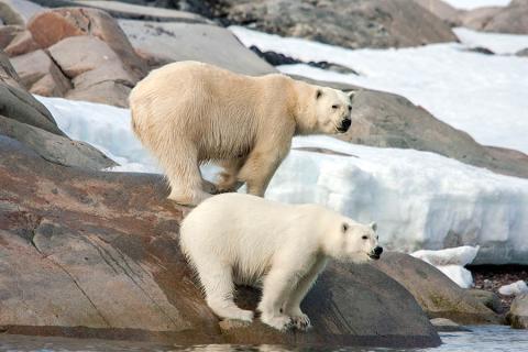 arctic-gadventures-polar_bear-credit-giles_breton-900x600