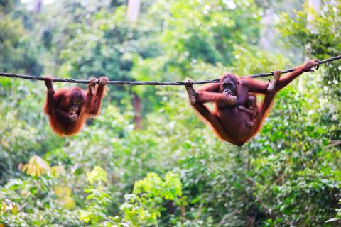 Orangutans, Borneo, Indonesia