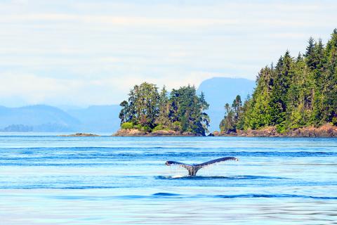 Whales at Knight Inlet, British Columbia | Travel Nation
