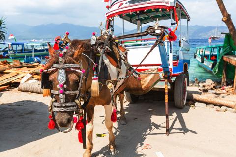 Take a horse & cart ride on the small island of Gili Trawanagan