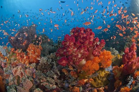 Raja Ampats coral reef, Indonesia | 5 Incredible coral reefs to discover