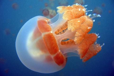 Jellyfish, Kakaban, Indonesia
