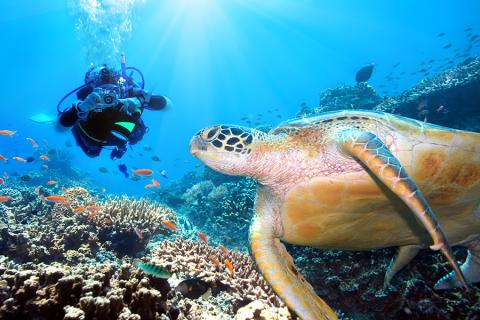 Sea turtle, Sipidan, Indonesia
