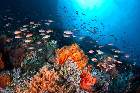Diving in Sulawesi Island, Indonesia