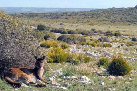 Kangaroo Island is most renowned for its nature and wildlife