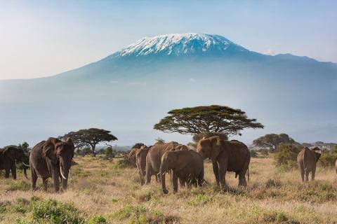 Amboseli National Park - the best place in Kenya to get close to free-ranging elephants 