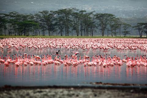 Watch the pink flamingos of Lake Nakuru
