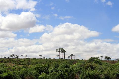  Mystical baobab trees