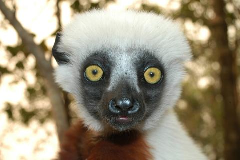 madagascar_lemur