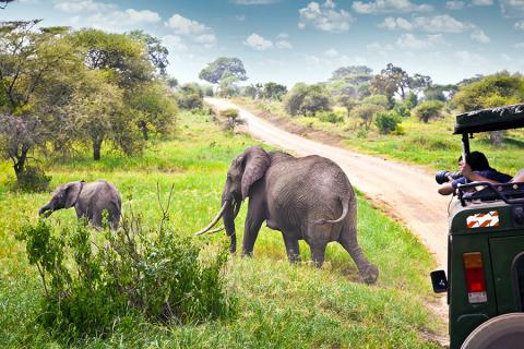 Tansania Elefanten