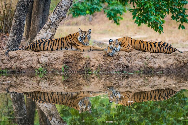 Look for tigers in Bandhavgarh National Park | Travel Nation