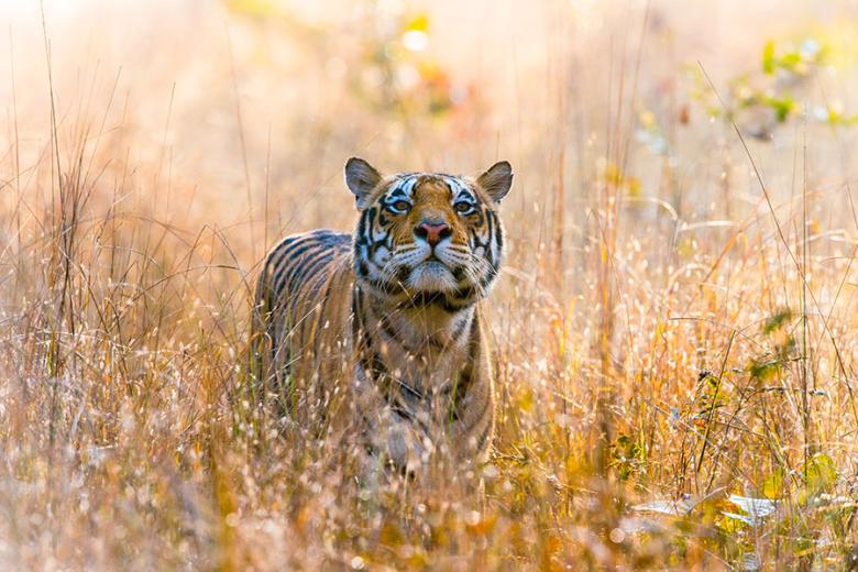 Spot tigers in the long grasses of Kanha National Park | Travel Nation