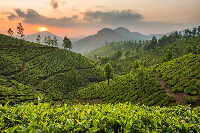 Cool off in the pretty tea hills around Munnar | Travel Nation