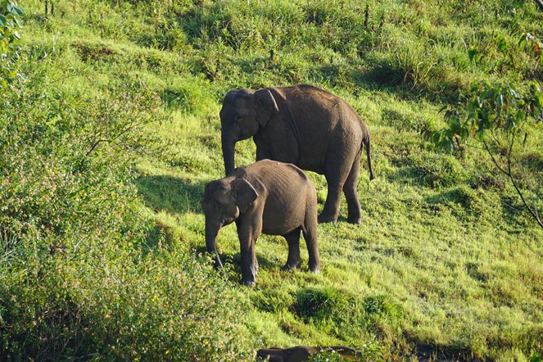 Look for wildlife in the Periyar Wildlife Reserve | Travel Nation
