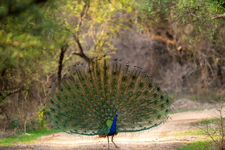 Admire the spectacular feathers of the male peacocks in Ranthambhore National Park | Travel Nation