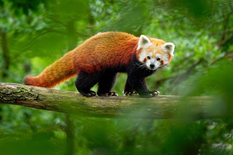 Spot rare red pandas in Singalila National Park in Sikkim, India | Travel Nation