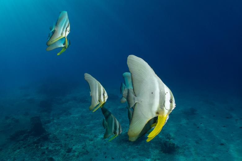 Snorkel with batfish in the clear waters of the Andaman Islands | Travel Nation