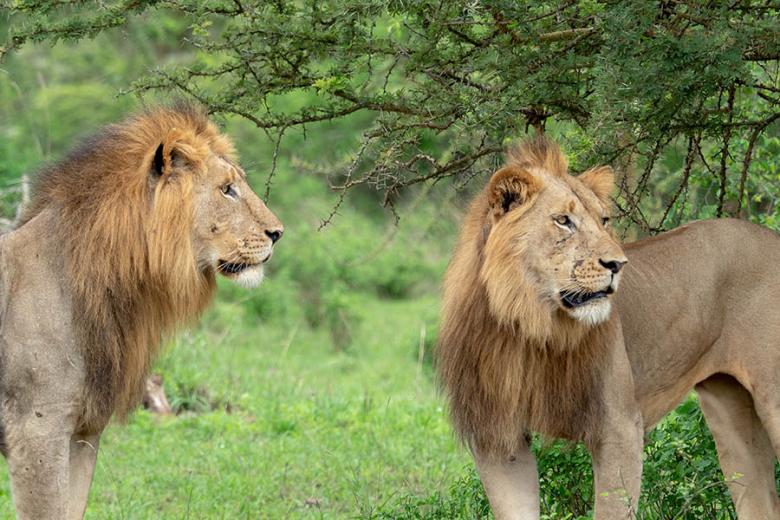 See lions in Akagera National Park, Rwanda | Travel Nation