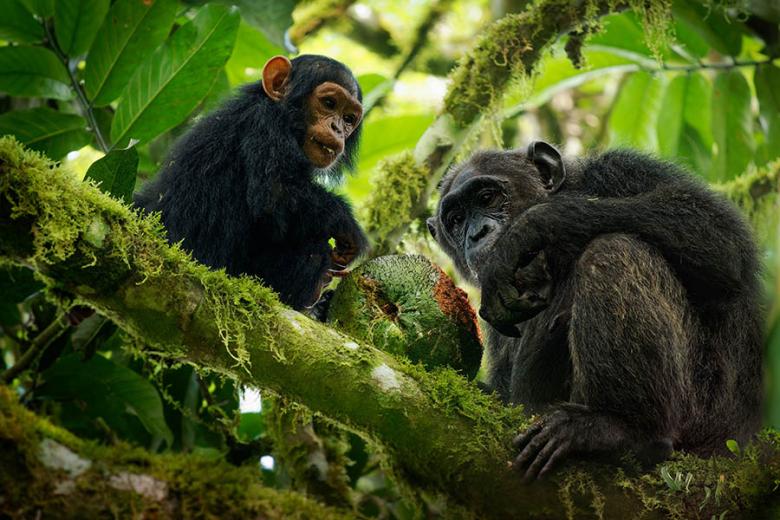 See chimpanzees in Rwanda | Travel Nation