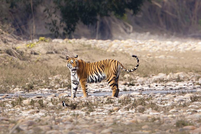 Look for tigers in Bardia National Park in Nepal | Travel Nation