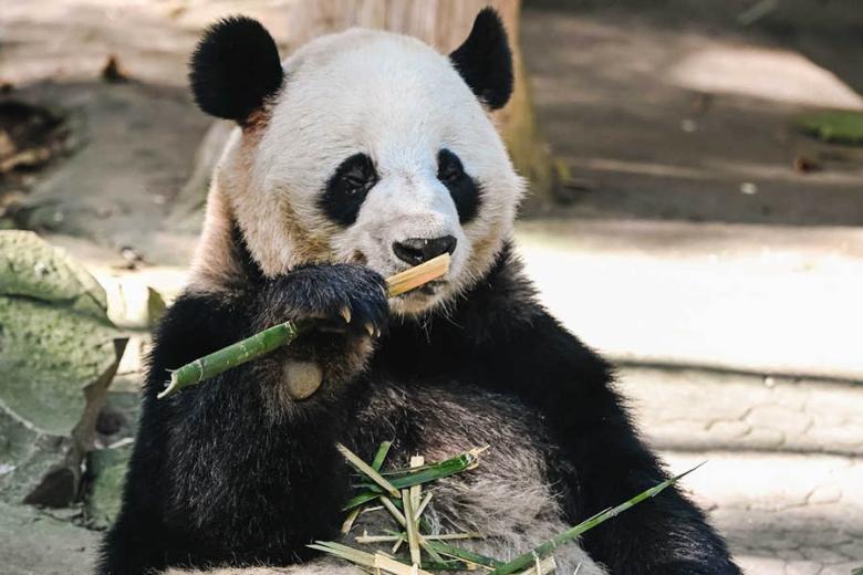 See Giant Pandas in Chengdu, China | Travel Nation