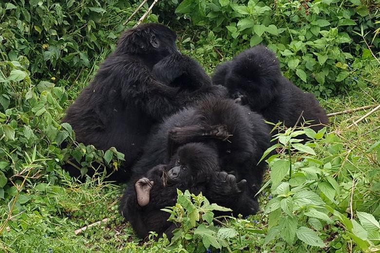 Olly's mountain gorilla family in Rwanda | Travel Nation